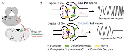 Vagal Afferent Processing by the Paratrigeminal Nucleus